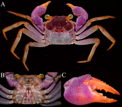 Reference image