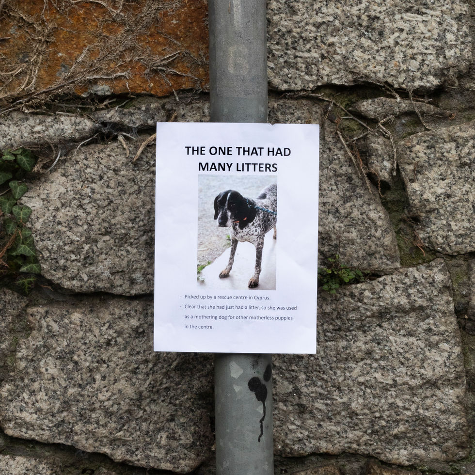 The one that had many litters.