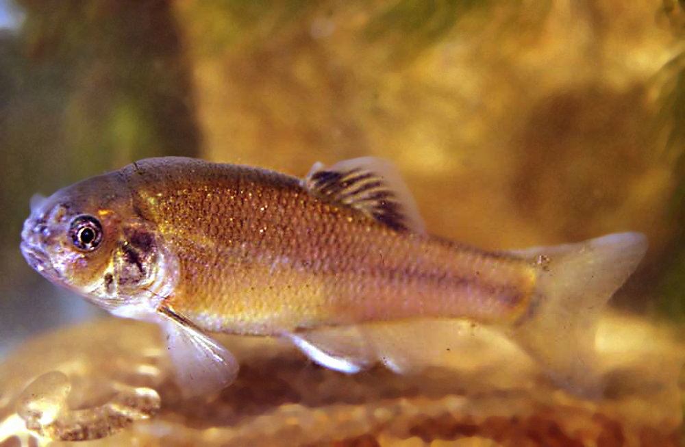 Pond Shellfish What order should I stock my pond?