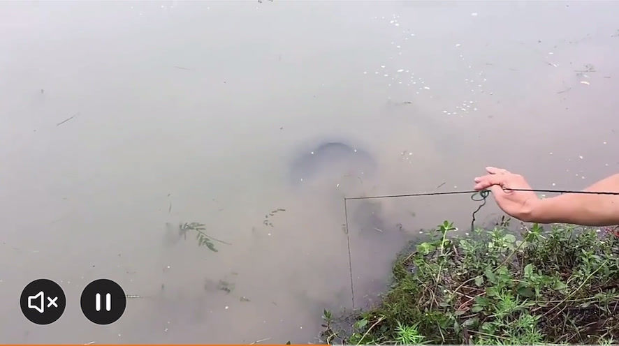 Thumbnail: 6 Hole Foldable Fish Trap