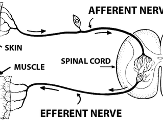 The Nervous System and Yoga