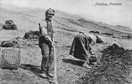The PLANTING and cultivation of POTATOES: an insight into a Scottish, early 1900s perspective