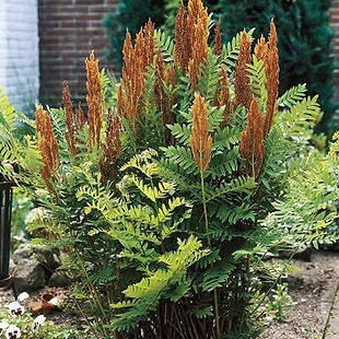 Cinnamon Fern.jpg