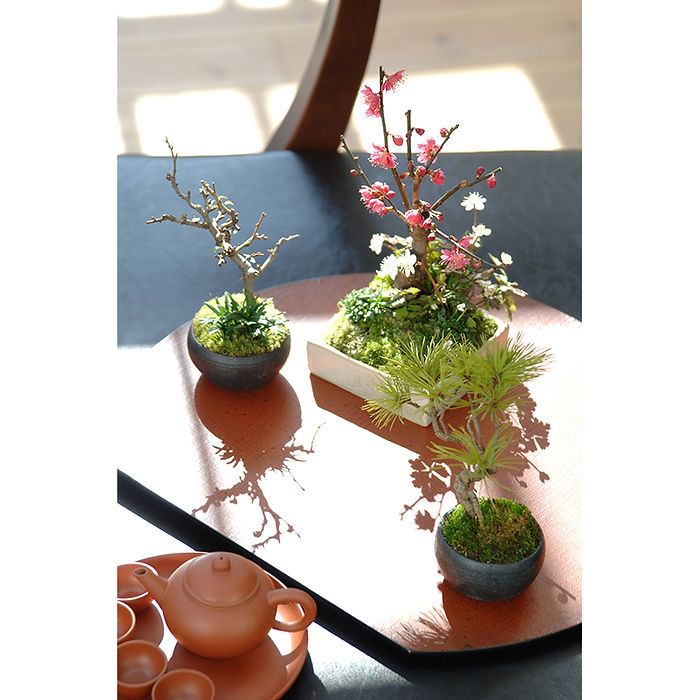植木　　盆栽 美と調和 清香園銘品陳列集 植木 盆栽 美と調和 清香園銘品陳列集 植木 盆栽 美と調和