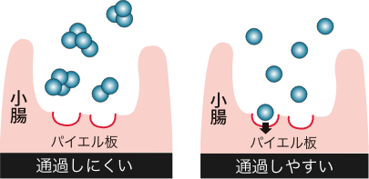 パイエル板に届くのはナノ化した乳酸菌