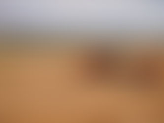 Rentabilidad de la inversión en campos agrícolas