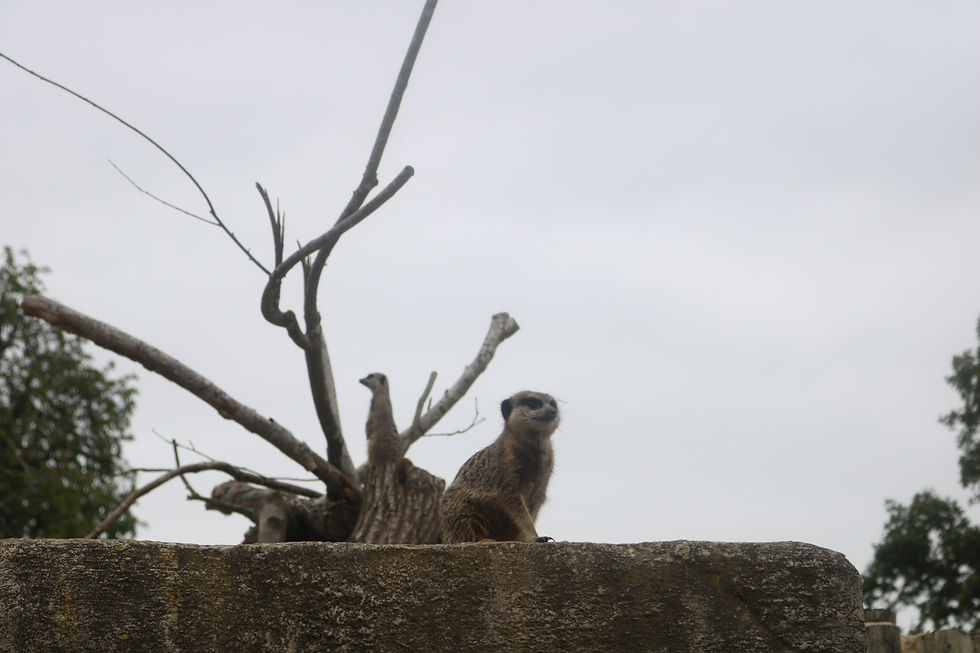 Meerkat