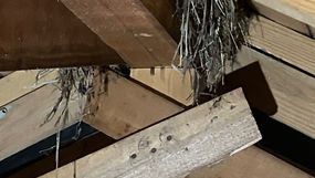 ハクビシン対策