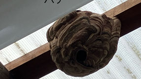 コガタスズメバチ