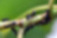 black-ant-insect-garden-ant-lasius-niger.jpg