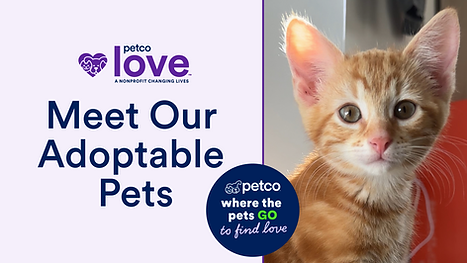 PL_AdoptatPetco_CAT-EmailHero.png