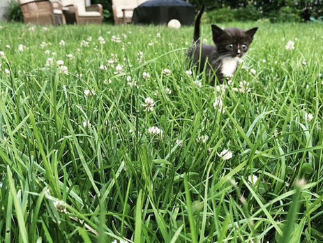 Organic-Yard-Lawn-White-Clover-Nitrogen-Fixer-Fertilization-Natural-Lawn_care