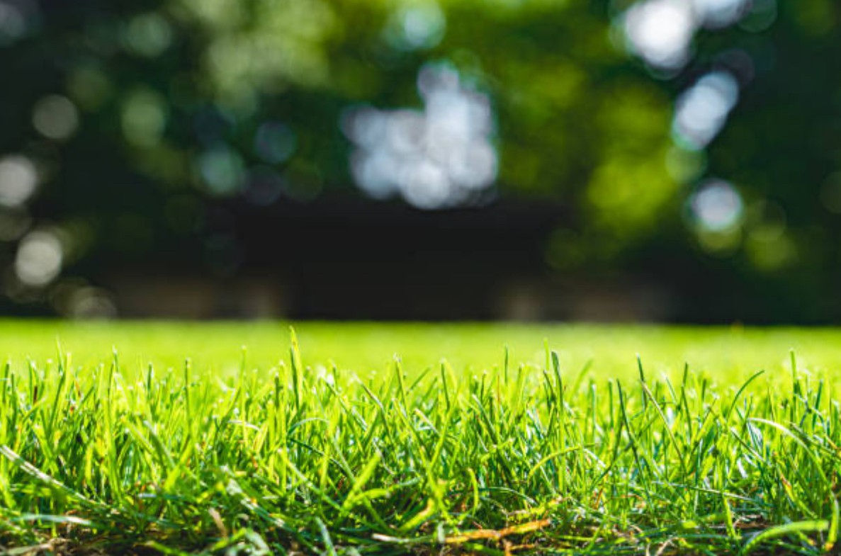 lawn2.jpeg