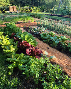 Au-Naural-Vegetable-Garden-Fresh-Organic-Vegetables-Design-
