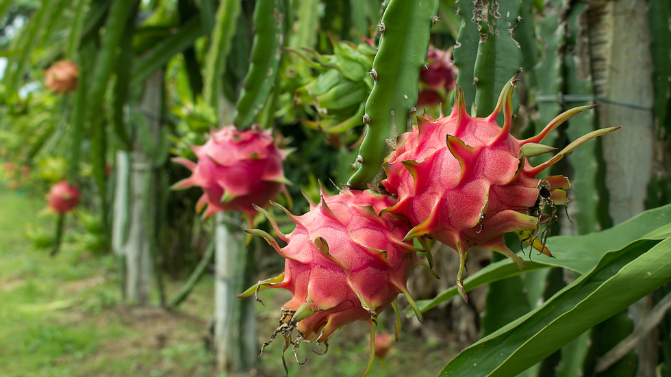 GaameChanger Dragon Fruit.png