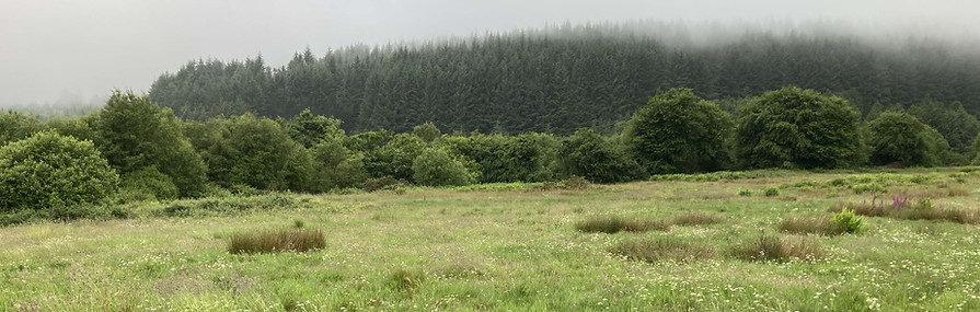 Field 9 Unimproved Grassland.jpg