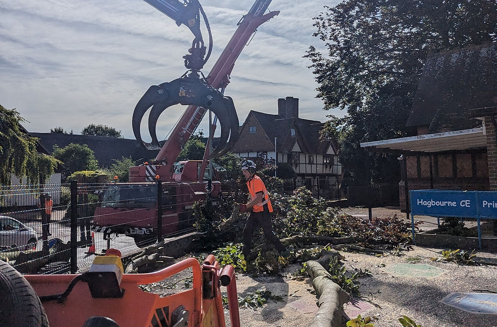 tree felling oxford, oxfordshire