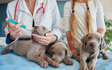 Cold Chain for Vet & Animal Health 1.png