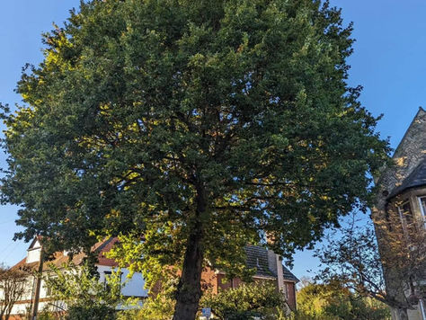 Why Do Trees Lose Branches?