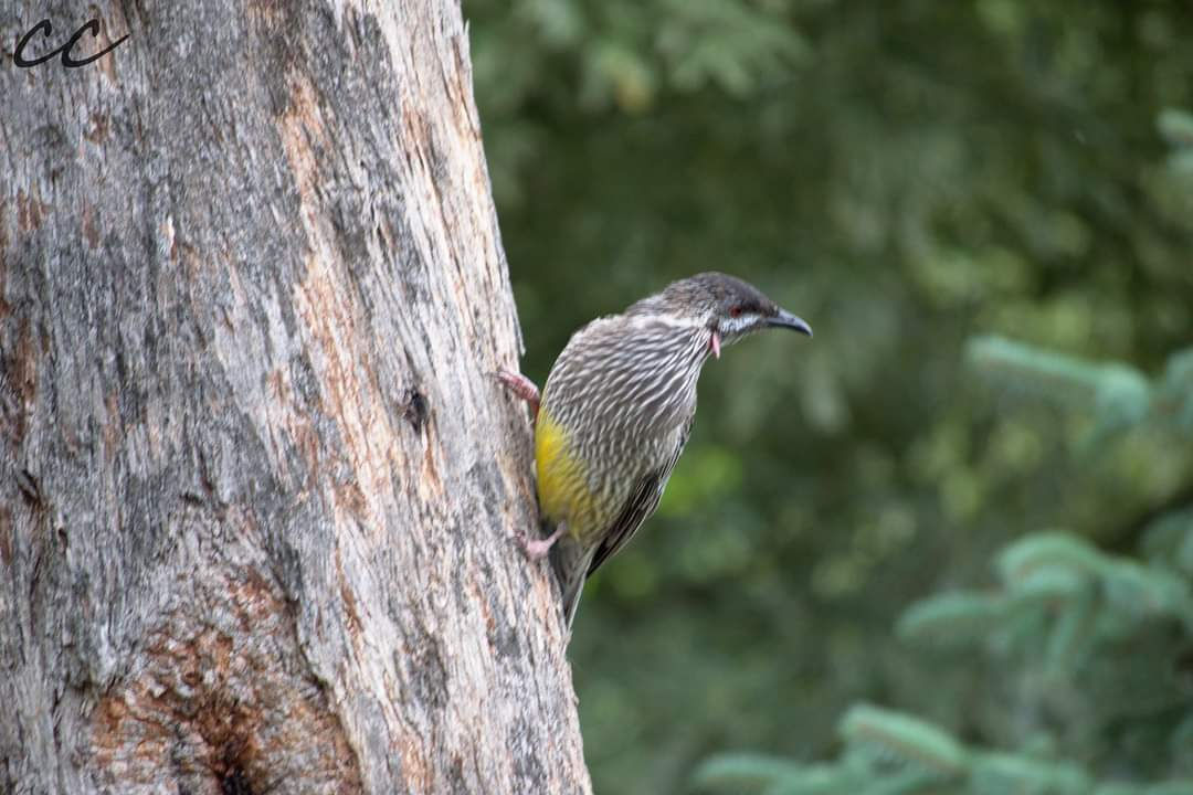 Wattlebird- Digital product