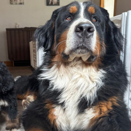A white-chested Bernese Mountain dog