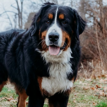 A close up of a male Bernese Mountain Dog.