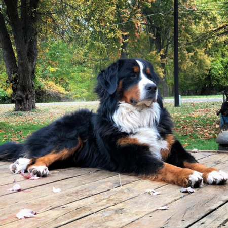 A majestic Bernese Mountain Dog sitting on a wood deck.