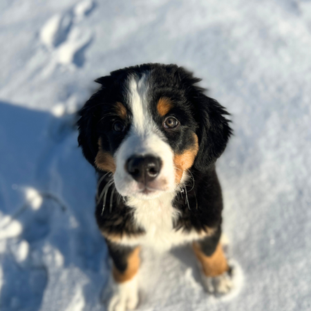 A Bernese Mountain dog playing in the snow.