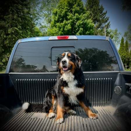 A beautiful Bernese Mountain Dog sitting in the back of a pickup truck.