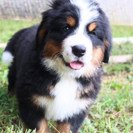A Bernese Mountain Dog puppy standing at attention.
