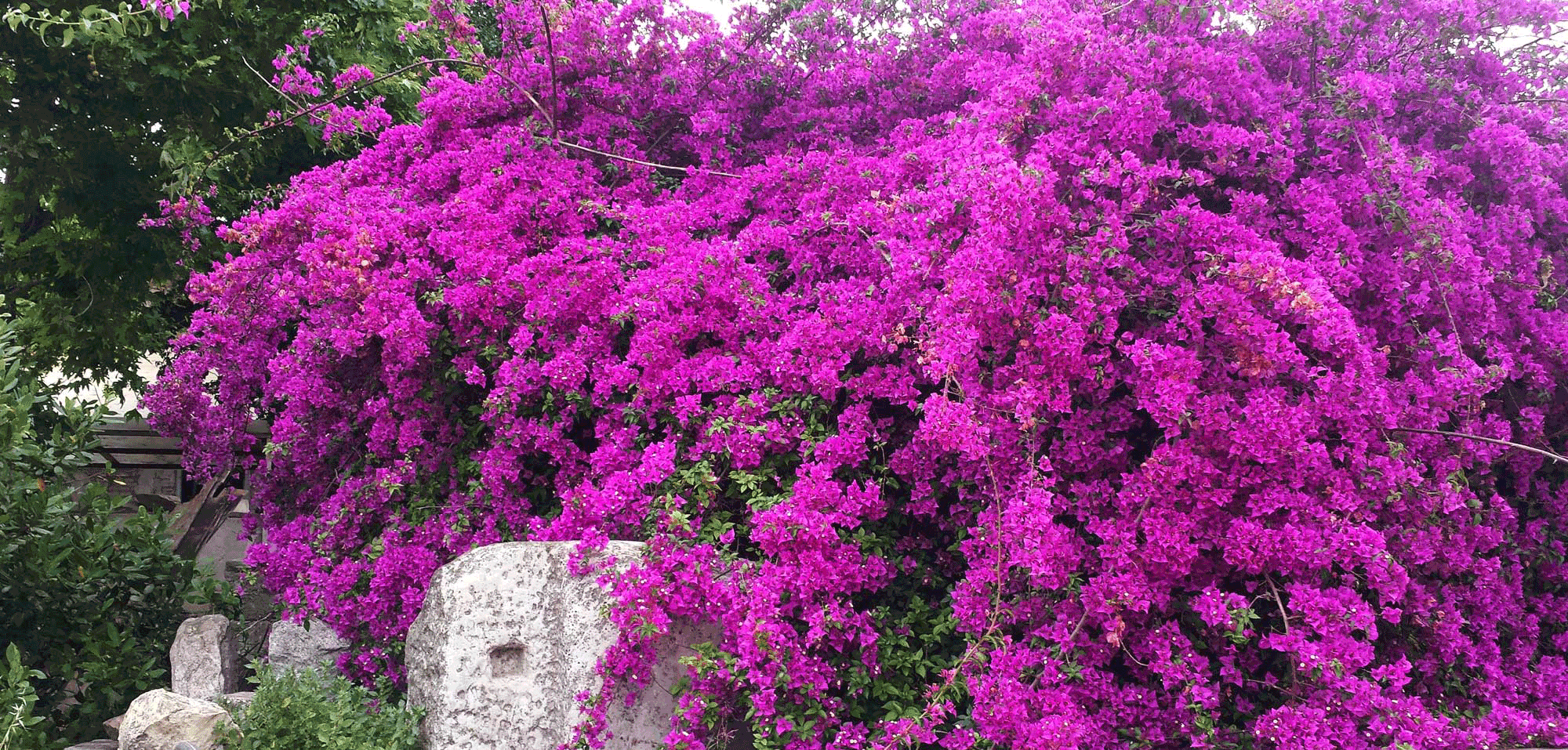 Athens Kerameikos bougainvillea