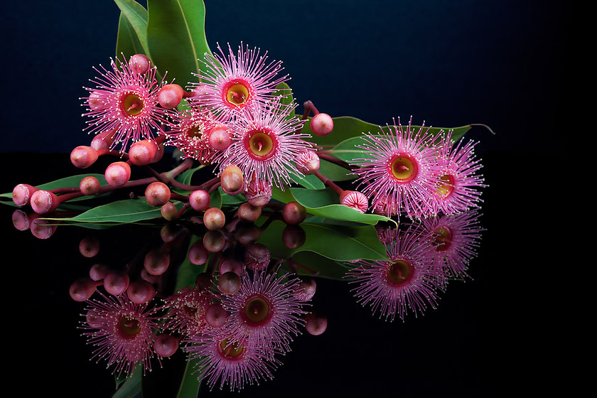 Pink Gum licenced AdobeStock_99937920.jp