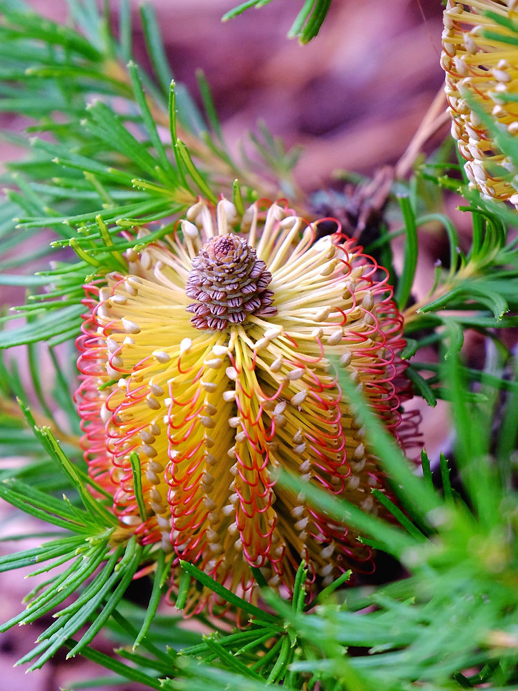 Pin cushion licenced AdobeStock_13803693