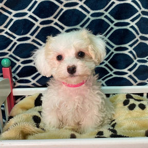 picture of bichon maltese puppy for sale at the top dog store