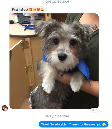 The Top Dog Store