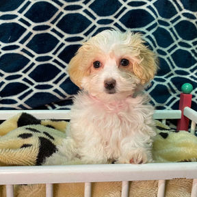 picture of bichon maltese puppy for sale at the top dog store