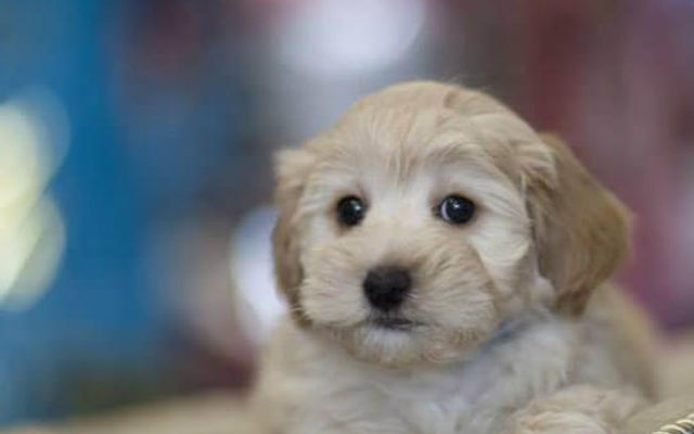 Puppyページです。 Dog breeders in Calgary | The Top Dog Store | Puppy 411