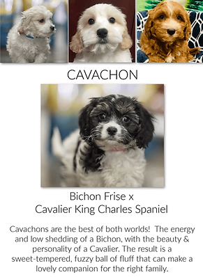The Bichon x Cavalier King Charles Spaniel mix pupp, Cavachon, at the Top Dog store