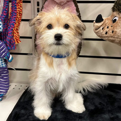 Dog breeder store top