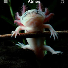 Rewilding the Axolotl