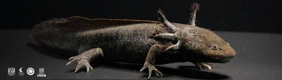 ADOPTAXOLOTL 2025