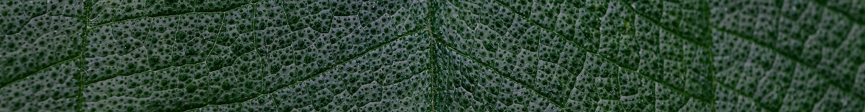 Close-Up Leaf Texture_edited.jpg