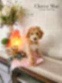 clover mae.jpg