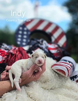 indy.jpeg