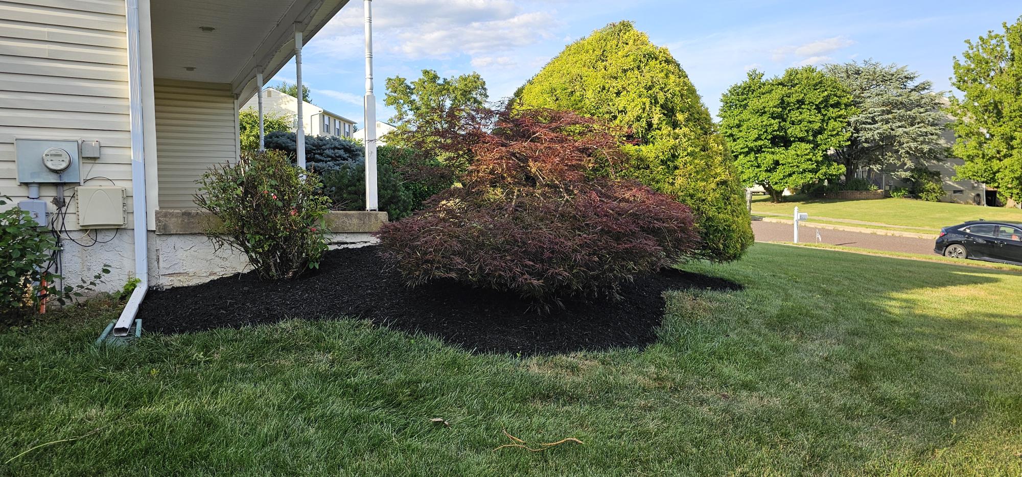 Fresh mulch around Japanese maple completed by Fiedler Landscapes