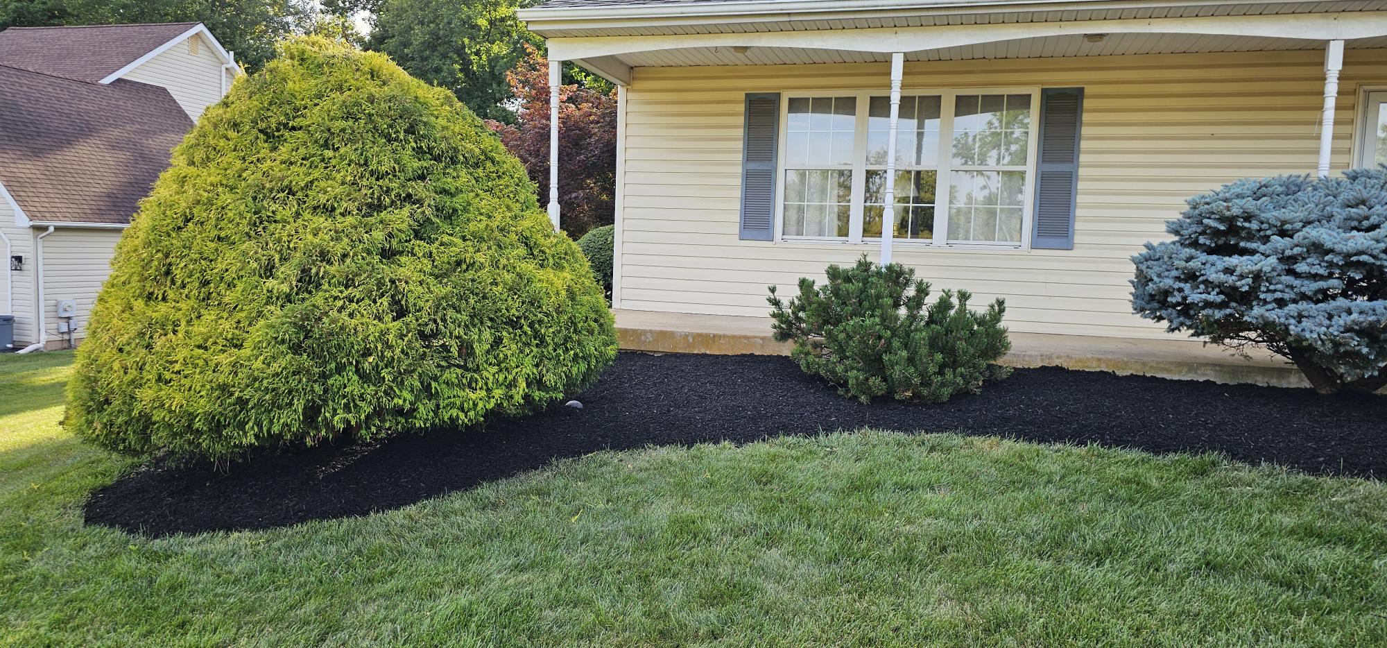 Freshly mulched foundation shrubs completed by Fiedler Landscapes