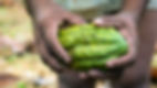 cacao 5.jpeg