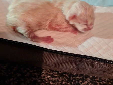 Kittens!!