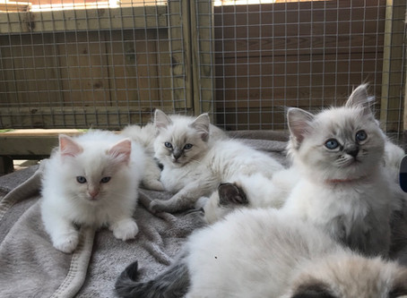 Kittens