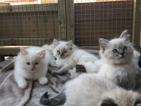 Kittens